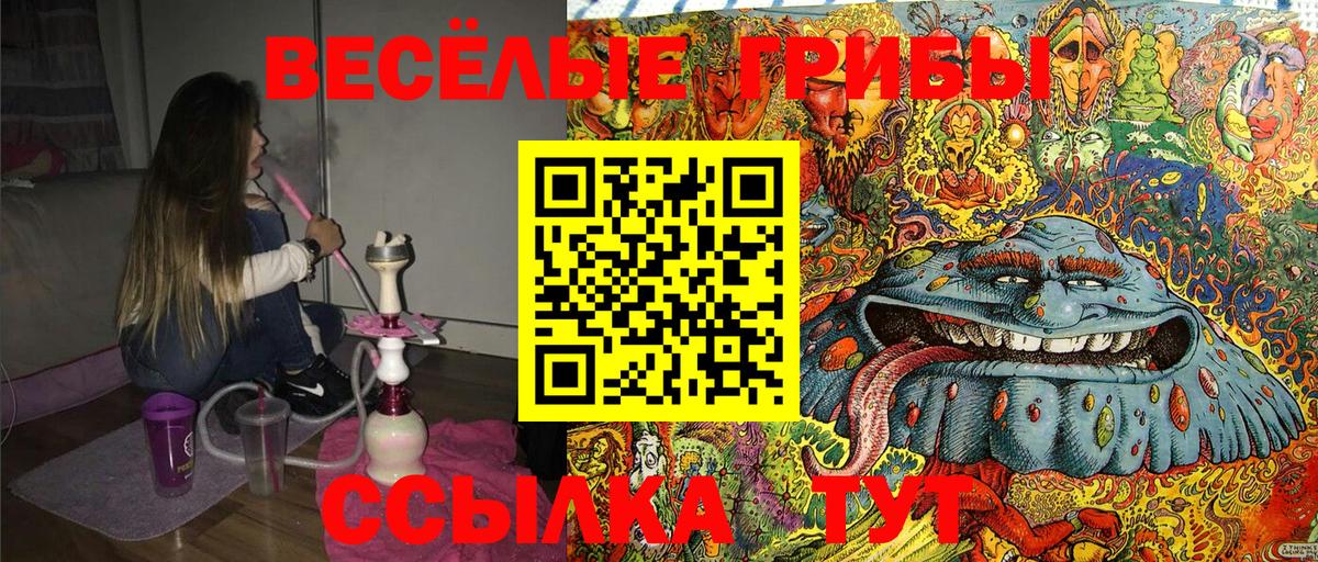 Галлюциногенные грибы Psilocybe Ставрополь